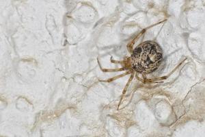 araña aislada colgando sobre fondo blanco foto