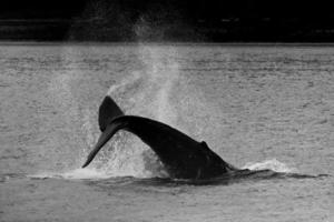 Cola de ballena jorobada salpicada en blanco y negro glaciar bay alaska foto