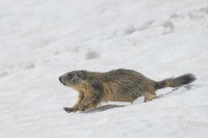 marmota aislada mientras corre en la nieve foto