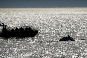 Humpback whale tail near zodiac photo