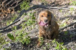 English cocker spaniel dog photo