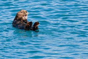 un mar nutria mirando a usted en el profundo azul mar foto