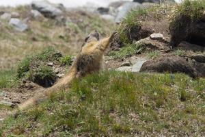 un marmota mientras estirar foto