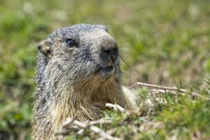 Isolated marmot portrait while coming to you photo