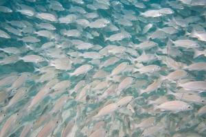 dentro de un banco de peces bajo el agua. foto