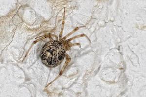 araña aislada colgando sobre fondo blanco foto