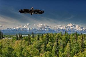 Isolated Eagle flying on blue sky background photo