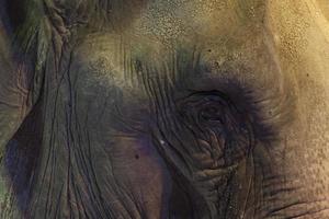 Circus Elephant Eye close up portrait photo