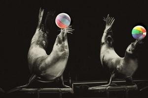 Circus Seal while playing on the black background photo