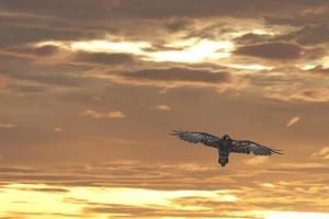 emperador águila en el oro puesta de sol antecedentes foto