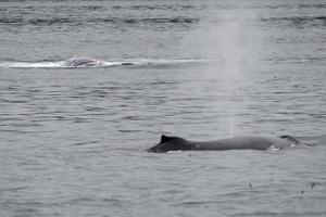 ballena jorobada en alaska foto