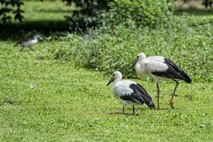 Stork with baby puppy in its nest on the green background photo