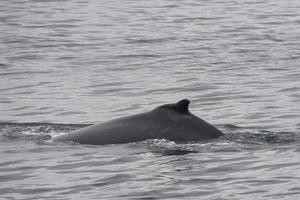 ballena jorobada en alaska foto