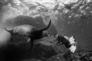 Male sea lion underwater looking at you photo