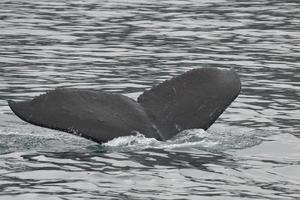 ballena jorobada en alaska foto