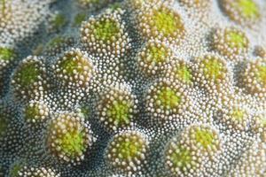 Hard coral macro detail while diving in Indonesia photo