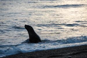 patagonia sea lion on the beach photo