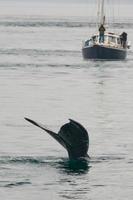 jorobado ballena cola yendo abajo cerca un barco glaciar bahía Alaska foto