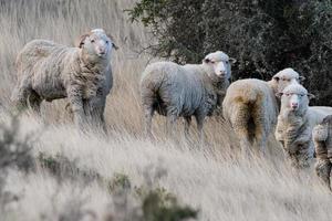 sheep flock on patagonia grass background photo