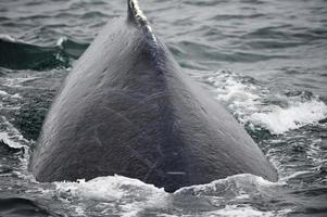 ballena jorobada en alaska foto