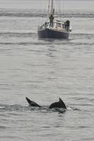 Humpback whale tail splash near a boat glacier bay Alaska photo