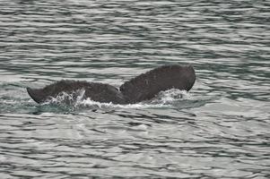cola de ballena jorobada mientras baja en la bahía glaciar alaska foto