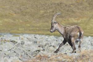 Isolated ibex deer long horn sheep Steinbock photo