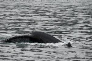 ballena jorobada en alaska foto