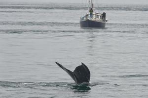 jorobado ballena cola chapoteo cerca un barco glaciar bahía Alaska foto