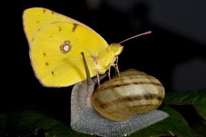 A yellow butterfly on a snail photo