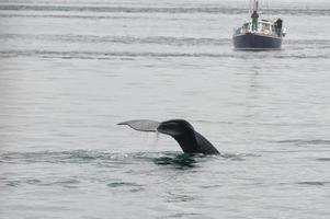 jorobado ballena cola chapoteo cerca un barco glaciar bahía Alaska foto
