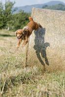 Dog puppy cocker spaniel jumping from wheat photo