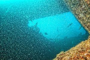 Glass fish moving underwater photo