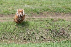 perro cocker spaniel mirándote foto