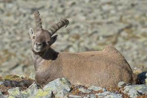 ciervo íbice aislado cuerno largo ovejas steinbock foto