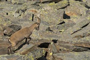 Isolated ibex deer long horn sheep Steinbock photo