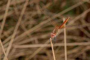 Open wings red dragonfly macro photo