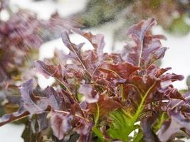 Purple hydroponics vegetables that are sprayed with water to add moisture and light. photo