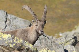 ciervo íbice aislado cuerno largo ovejas steinbock foto