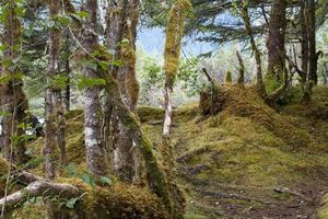 Moss covered forest path photo