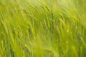 Ear of Wheat in the wind photo