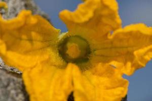 courgette yellow flower pistil zucchini macro photo