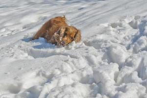 Puppy Dog while playing on the snow photo