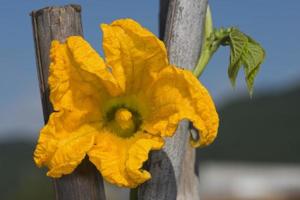 calabacín amarillo flor pistilo zucchini macro foto