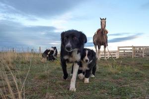 border collie cachorro y madre foto