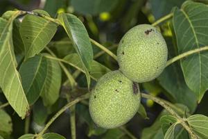 nut fruit on a tree photo