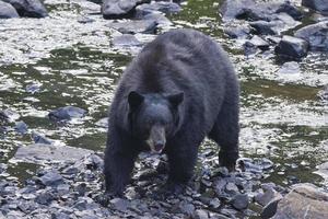 un oso negro mientras viene hacia ti foto