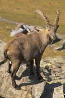 Isolated ibex deer long horn sheep Steinbock photo