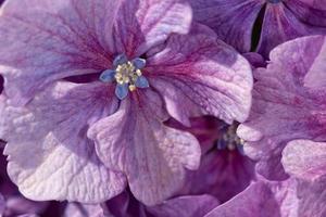 flower background texture photo