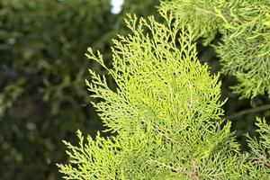 pine tree branch detail photo